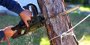 Best Tree Health Inspection  in Loveland, OH