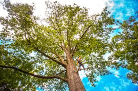 Best Tree and Shrub Care  in Loveland, OH