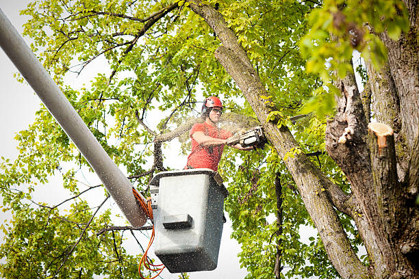 Best Hazardous Tree Removal  in Loveland, OH