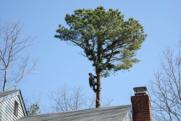 Best Utility Line Clearance  in Loveland, OH