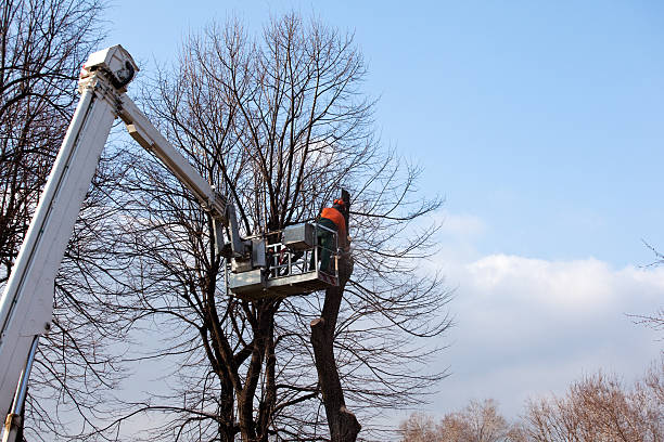 Best Tree Preservation Services  in Loveland, OH