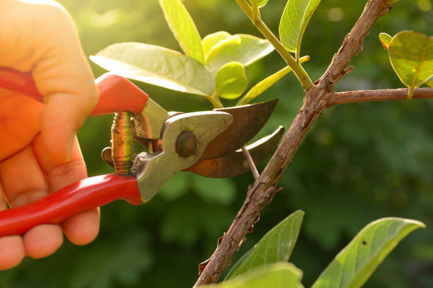 Best Mulching Services  in Loveland, OH