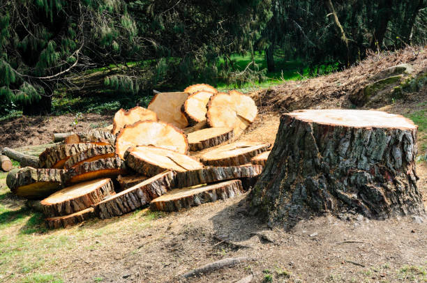 Best Emergency Tree Removal  in Loveland, OH